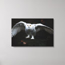 Pesquisar por coruja da neve impressão de canvas Branco
