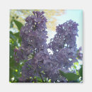 Pesquisar por lilac imas Jardim