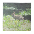 Pesquisar por seja selvagem azulejos Natureza