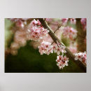 Pesquisar por flor de cerejeira pósteres Flores