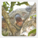 Pesquisar por marsupiais adesivos Austrália