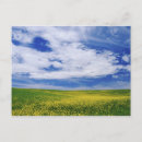 Pesquisar por canola cartoes postais Natureza