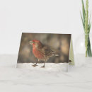 Pesquisar por aviary cartoes Para todos