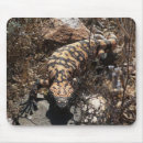Pesquisar por lagarto monstro gila Natureza