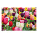 Pesquisar por tulipa amarela pôsteres pósteres Flores de primavera