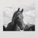 Pesquisar por cabeça de cavalo cartoes postais Animal