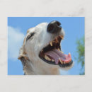 Pesquisar por caras felizes cartoes postais Cão