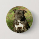 Pesquisar por staffies acessorios Cães