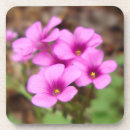 Pesquisar por erva daninha porta copos Floral