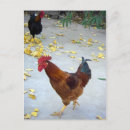 Pesquisar por ano do galo cartoes postais Galinha