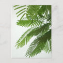 Pesquisar por fresco cartoes postais Tropical