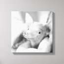 Pesquisar por salvamento impressão de canvas Cães