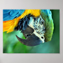 Pesquisar por macaw pôsteres pósteres Natureza