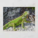 Pesquisar por iguana verde Florida