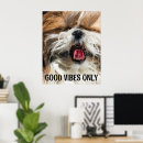 Pesquisar por shih tzu pôsteres pósteres Cachorro