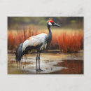 Pesquisar por pé vermelho cartoes postais Pássaro