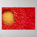 Pesquisar por margarida vermelha pósteres Pétalas