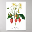 Pesquisar por fruta vintage pôsteres pósteres Botânico