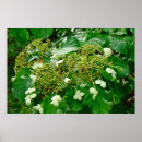 Pesquisar por hortensia pôsteres pósteres Hortênsias