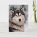 Pesquisar por husky cartoes Malamute do alaskan
