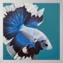 Pesquisar por peixes betta pôsteres pósteres Branco
