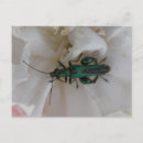 Pesquisar por beetle cartoes postais Besouros
