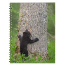 Pesquisar por urso preto Selvagem