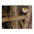 Pesquisar por calendário dos animais selvagens calendarios Panda vermelha
