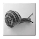 Pesquisar por caracol azulejos Natureza