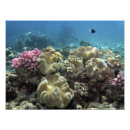 Pesquisar por grande recife de coral Subaquático