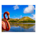 Pesquisar por flamingo pósteres Animal