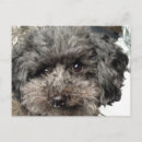 Pesquisar por cães pequenos cartoes postais Para todos