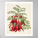 Pesquisar por plantas nativas pôsteres pósteres Nativo