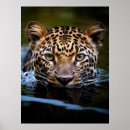 Pesquisar por gatos exóticos pôsteres pósteres Leopardo