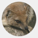 Pesquisar por mangusto Animal