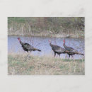 Pesquisar por perus cartoes postais Aves