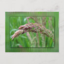 Pesquisar por gotas orvalho cartoes postais Chuva