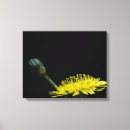 Pesquisar por dandelion impressão de canvas Foto