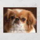 Pesquisar por pekingese cartoes Cãozinho