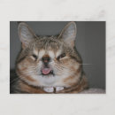 Pesquisar por feio cartoes postais Gatinho