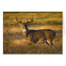 Pesquisar por virginianus Fauna
