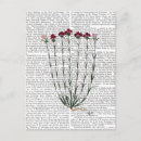 Pesquisar por cravo cartoes postais Flores