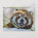 Pesquisar por panda cartoes postais Adorável