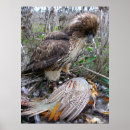 Pesquisar por falcoaria pósteres Falcoeiro