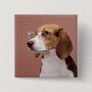Pesquisar por beagle botons Animal