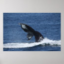 Pesquisar por cauda baleia pôsteres pósteres Humpback
