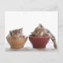 Pesquisar por dois gatinhos cartoes postais Animal