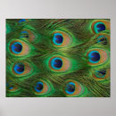 Pesquisar por peafowl Peahen