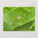 Pesquisar por aracnídeos cartoes postais Vida selvagem