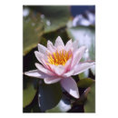 Pesquisar por flor de lótus pôsteres pósteres Tropical